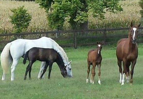 Telos Farm Warmbloods