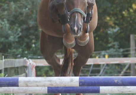 SF Trakehner