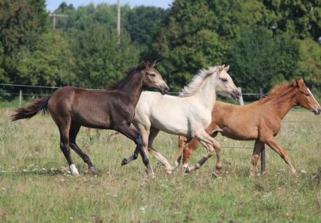 Farbzucht vom Lewitzrand