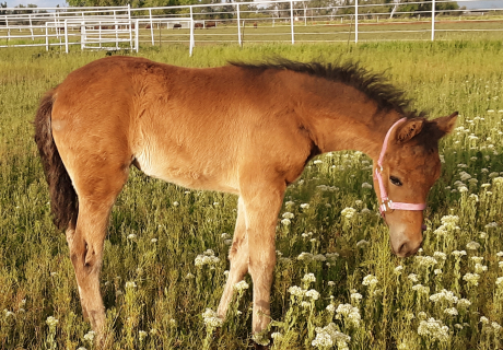 Aliyah Farm, Lippitt Morgans and Sport Morgans