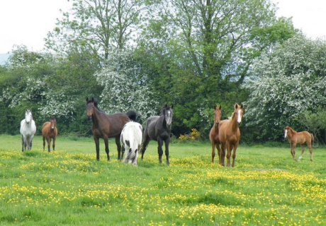 kilcoltrim horses