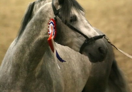 Silverbrooke Andalusians