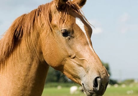 Bert en Lilian Pleunis