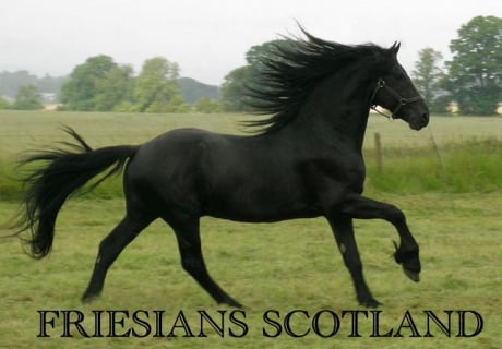 Friesians Scotland