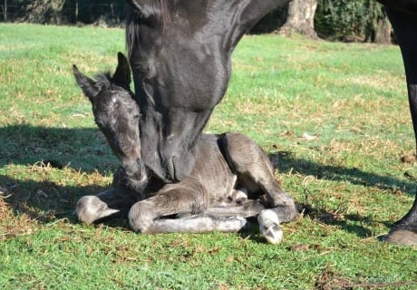 Fircroft Warmblood Sport Horses