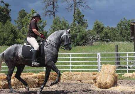 Dragon Fly Iberian Sport Horses