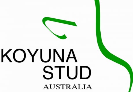 Koyuna Stud Australia