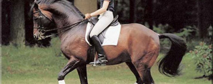  Caprimond: The Stallion That Revolutionized Modern Breeding and Dressage