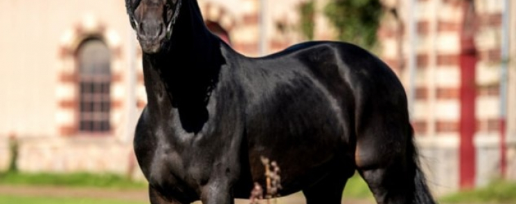 Contendro at Haras de Saint-Lô in France