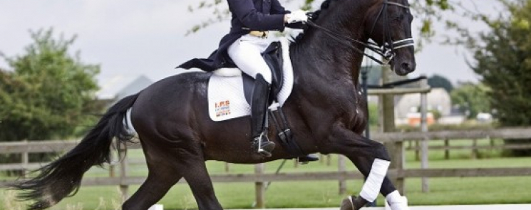 The stallion Hofrat is an elite in Trakehner breeding.