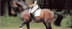  Caprimond: The Stallion That Revolutionized Modern Breeding and Dressage