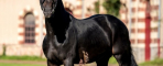 Contendro at Haras de Saint-Lô in France