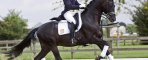 The stallion Hofrat is an elite in Trakehner breeding.