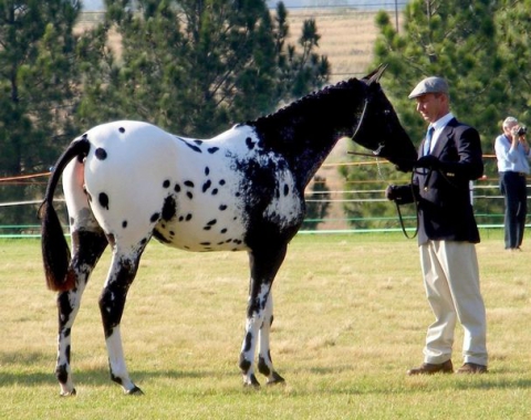 Leopard Rock Sport Horse Appaloosa Stud | SporthorseData