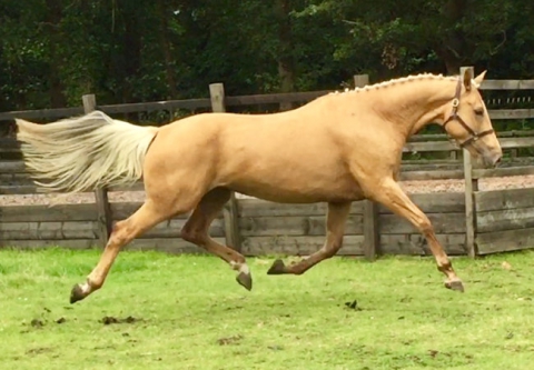 palomino horse dressage