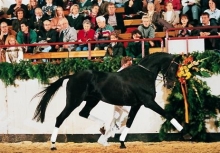 Heraldik xx 1st place in the WBFSH ranking list for eventing horse sires for many years