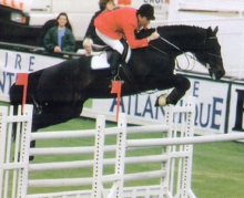 Hand In Glove International Showjumping Thoroughbred