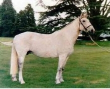 Great Broodmares: Kildalton Countess