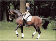  Caprimond: The Stallion That Revolutionized Modern Breeding and Dressage