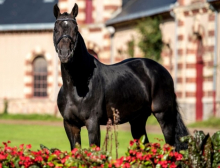 Contendro at Haras de Saint-Lô in France