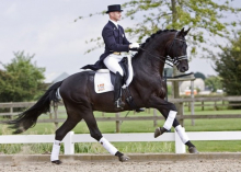 The stallion Hofrat is an elite in Trakehner breeding.