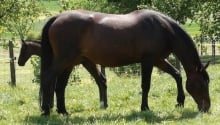 Great Broodmares: Ligie (1999) by Royal Feu