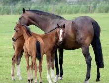 Discover the Secrets of Elite Horse Breeding