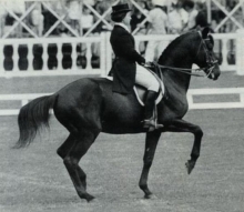 Pepel another Dressage Star from the past Olympic/World Championships