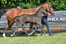 The Stephex Exclusive Foal Collection online